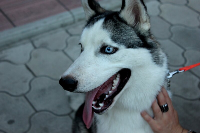 Husky Dog with Blue Eyes — White, Calm, Photograph, Hand