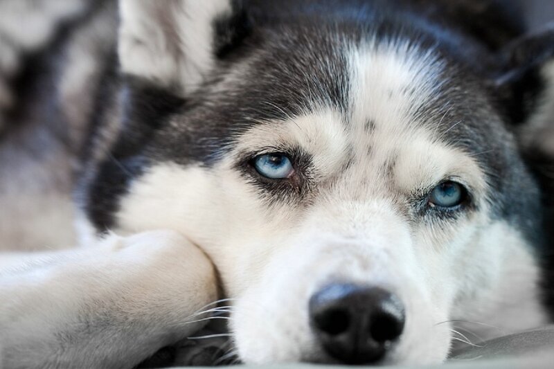 Husky Dog with Blue Eyes — White, Calm, Photograph, Paw