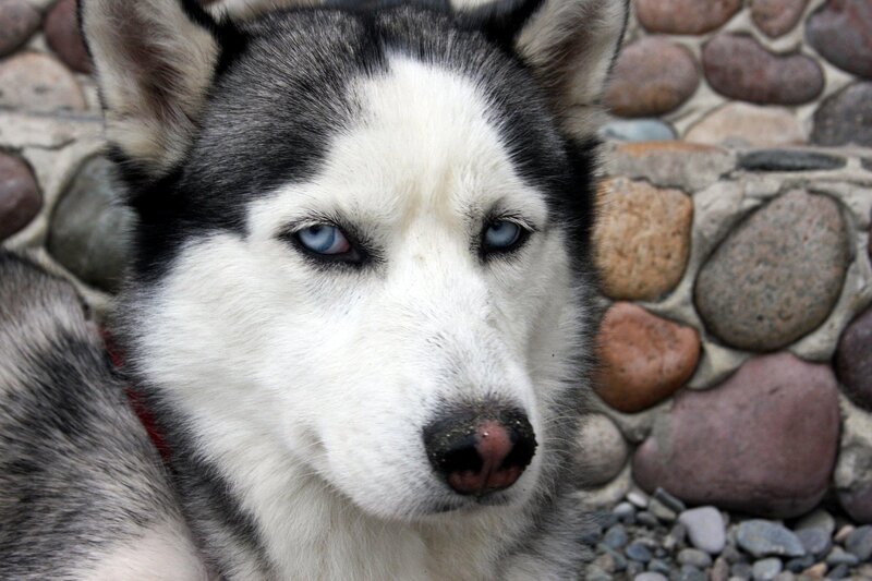 Husky Dog with Blue Eyes — White, Calm, Photograph, Stones