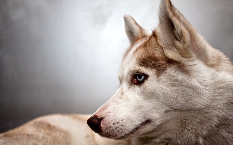 Husky Dog with Blue Eyes — White, Calm