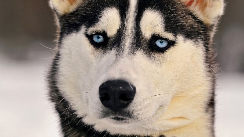Husky Dog with Blue Eyes — White, Intense