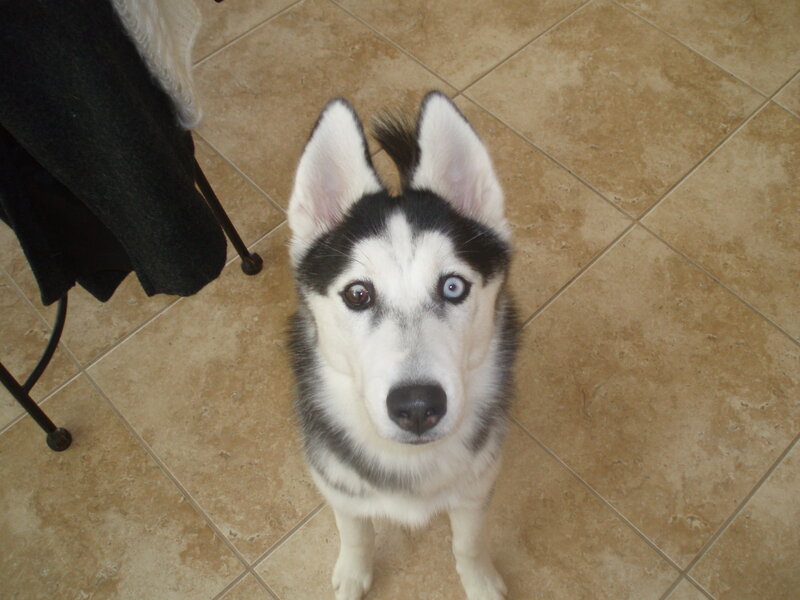 Husky Dog with Blue Eyes — White, Neutral