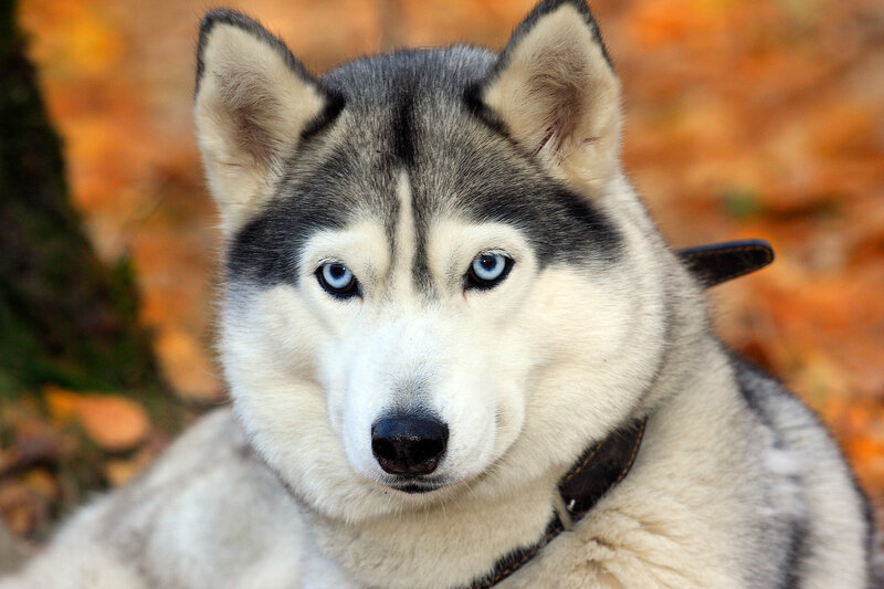 Husky Dog with Blue Eyes — White