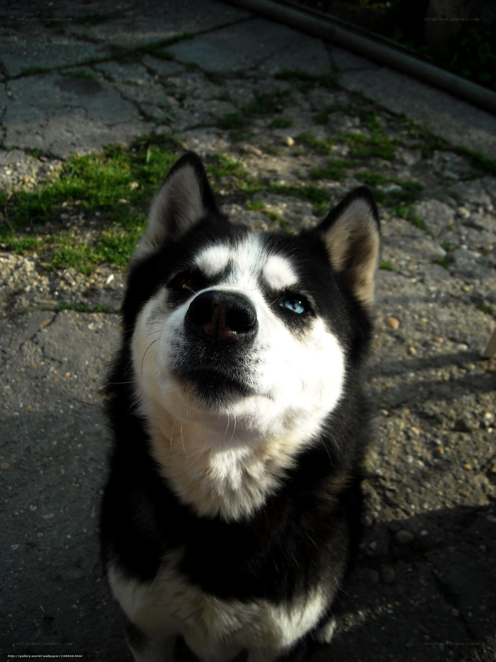 husky dog with blue eyes
