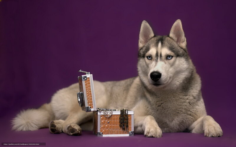 Husky Dog with Chest