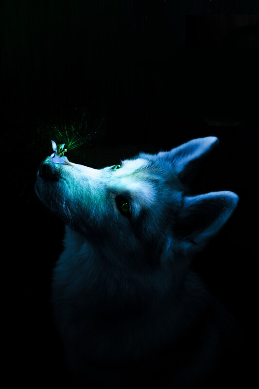 Husky Dog with Fairy