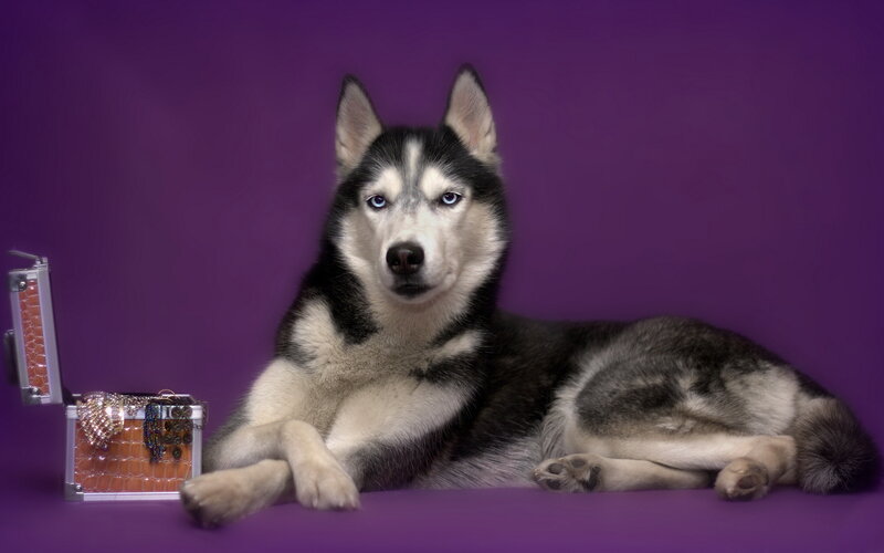Husky Dog with Jewelry Box — Purple