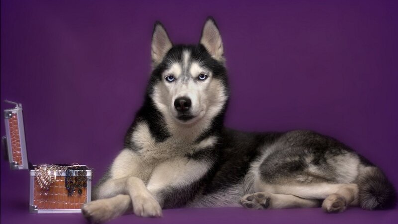 Husky Dog with Jewelry Box