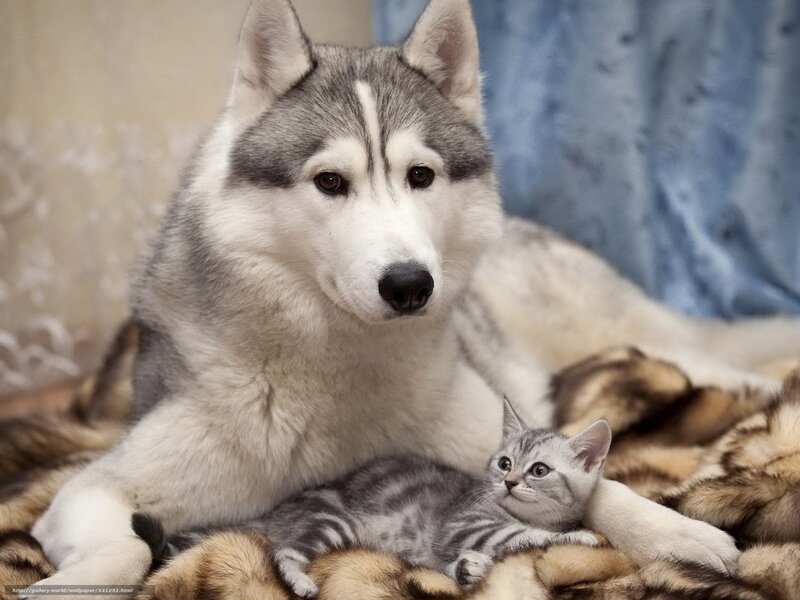 Husky Dog with Kitten — Gray, Calm