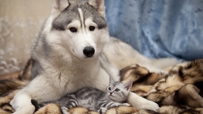 Husky Dog with Kitten — Gray