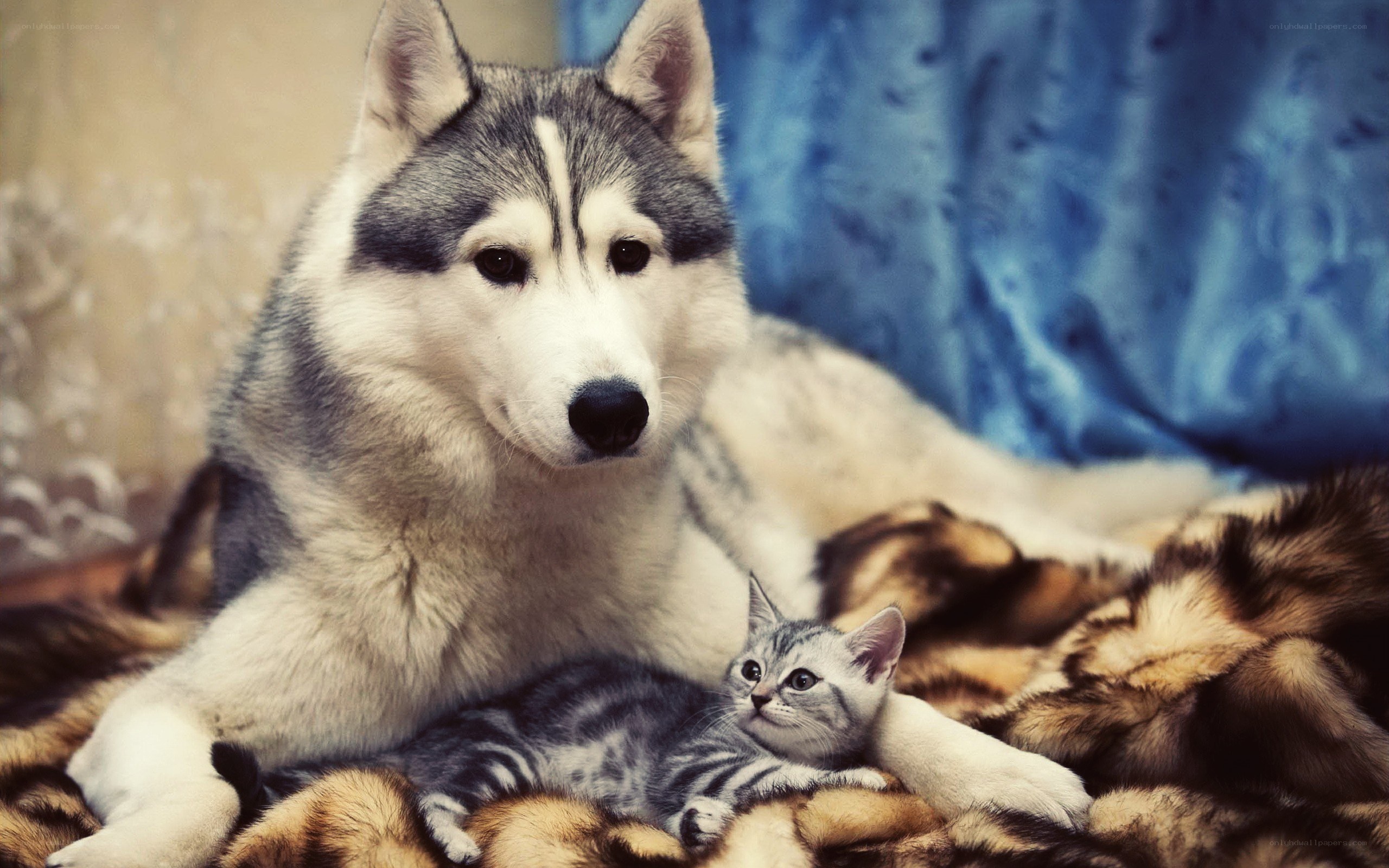 husky dog with kitten