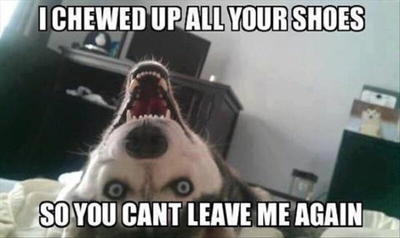 Husky Dog with Open Mouth