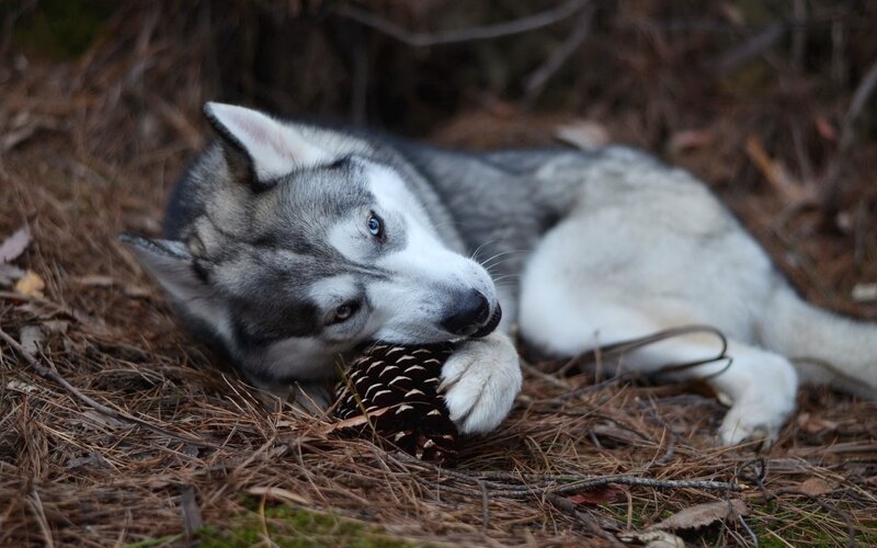 Husky Dog with Pinecone