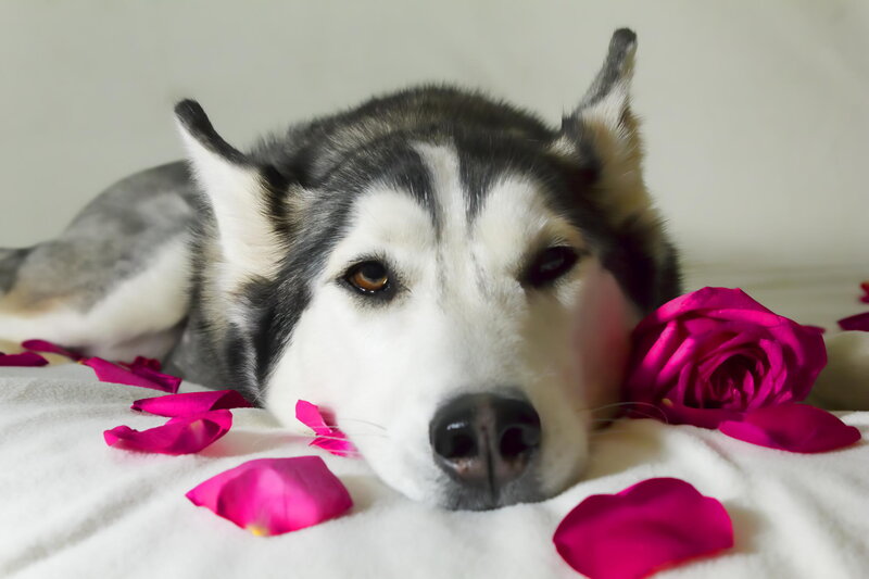Husky Dog with Rose Petals