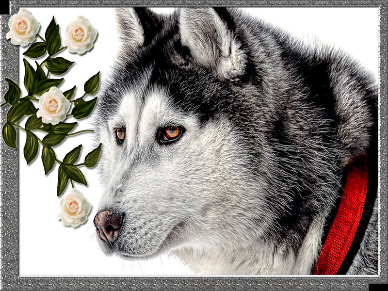 Husky Dog with Roses