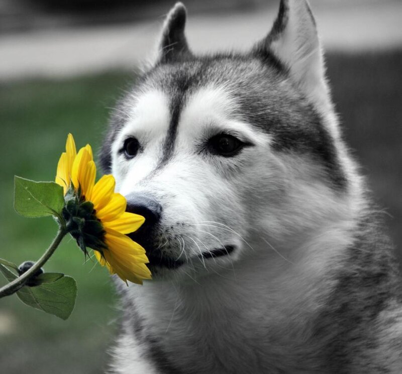 Husky Dog with Sunflower