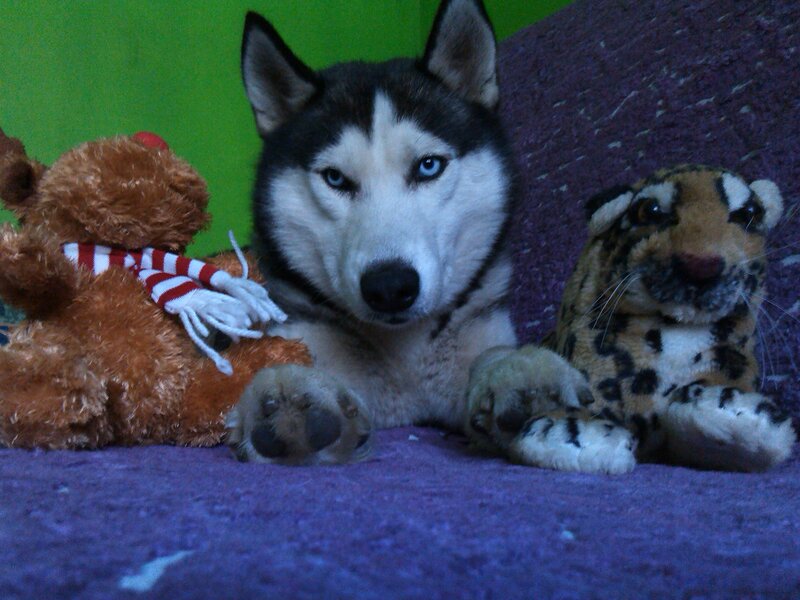 Husky Dog with Toys