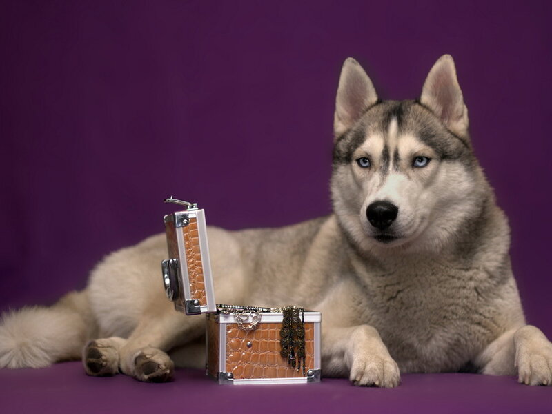Husky Dog with Treasure Chest