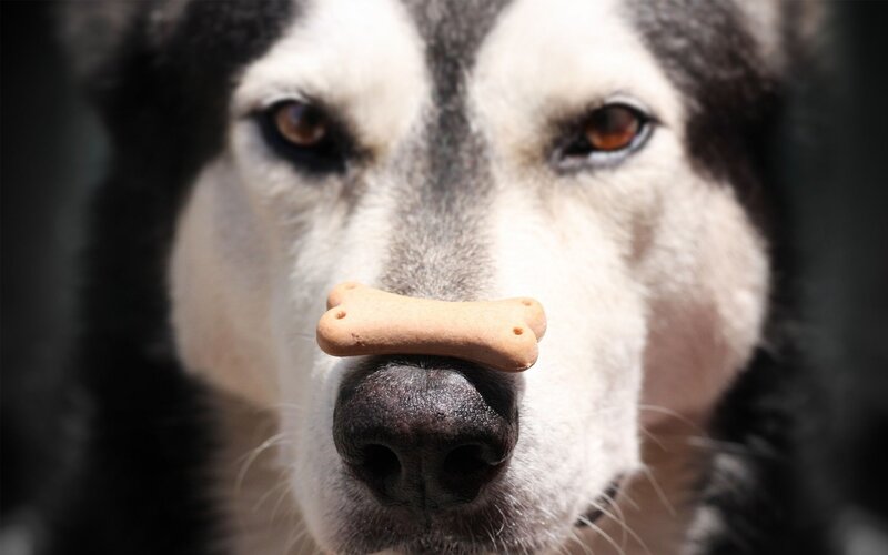 Husky Dog with Treat — Black