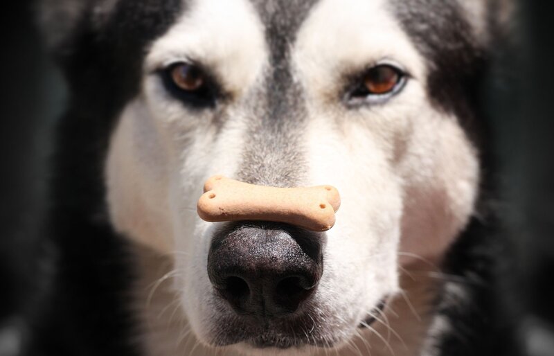 Husky Dog with Treat