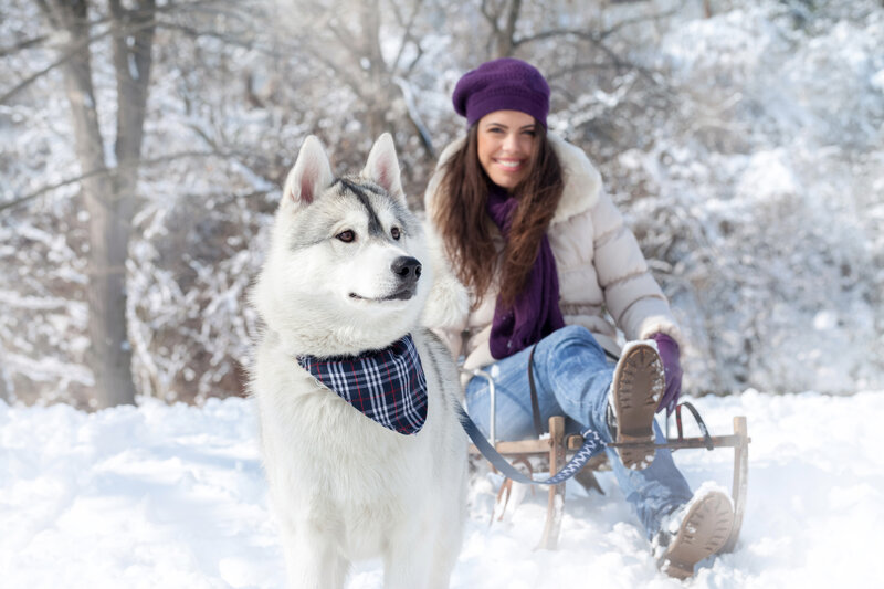 Husky Dog with Woman