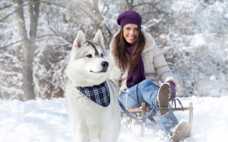Husky Dog with Woman — White