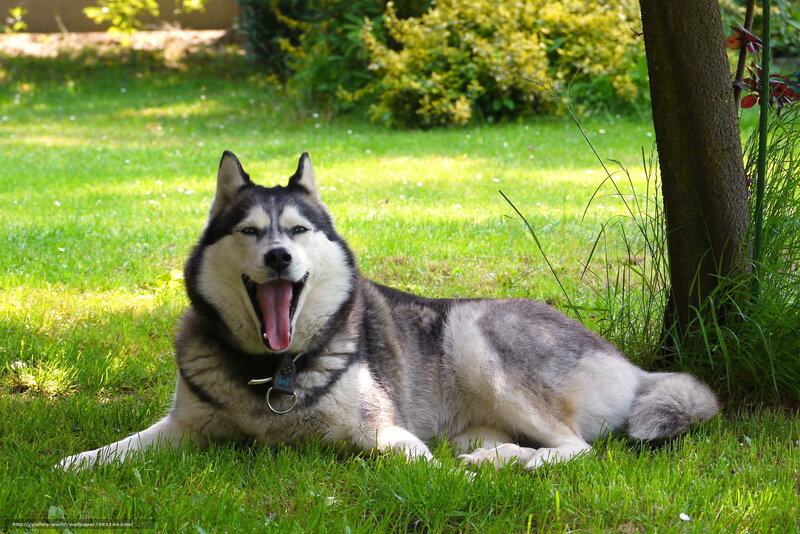 Husky Dog Yawning — Green, Calm