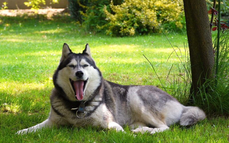 Husky Dog Yawning — Green
