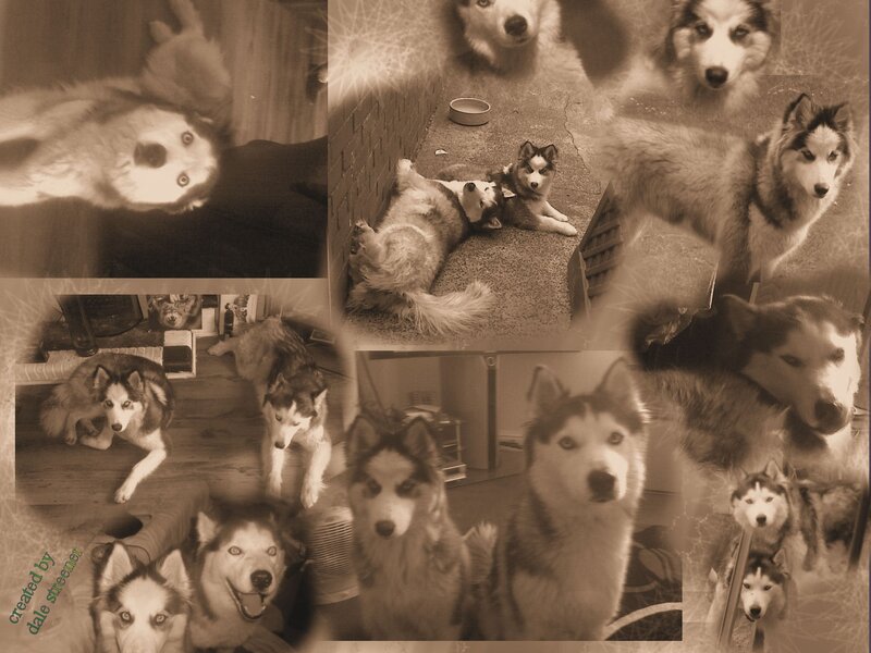 Husky Dogs Collage