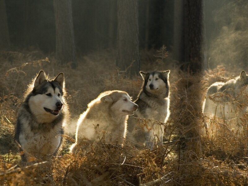 Husky Dogs in Forest