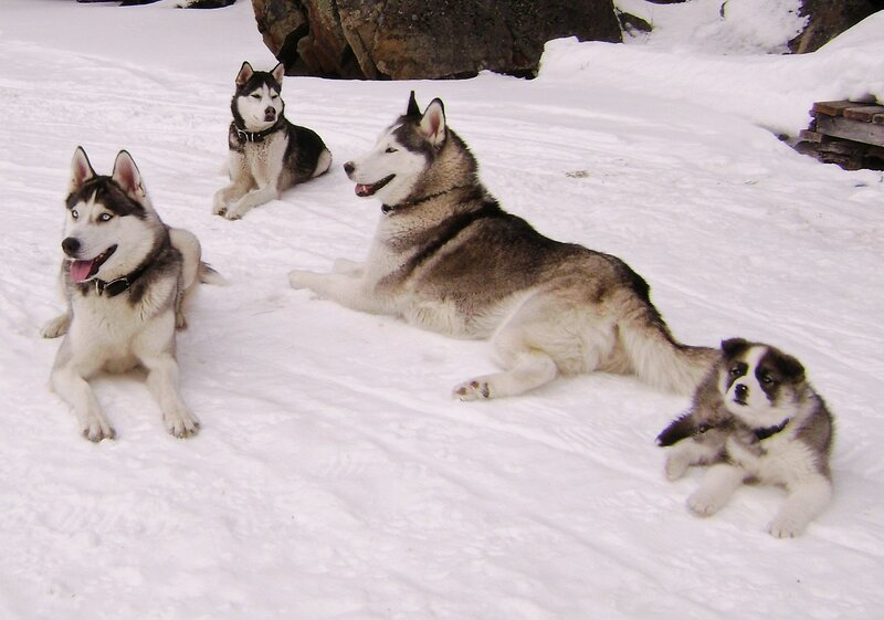 Husky Dogs in Snow