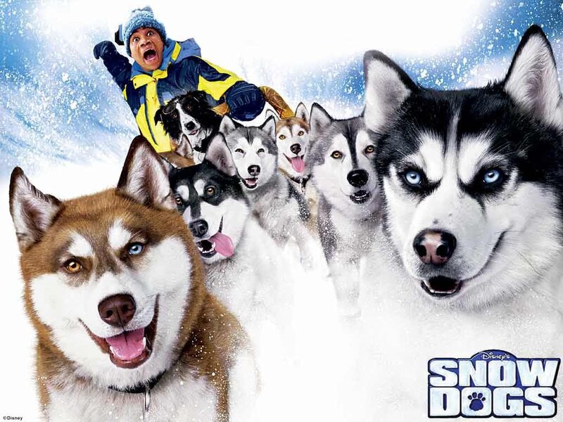 Husky Dogs in Snow — White