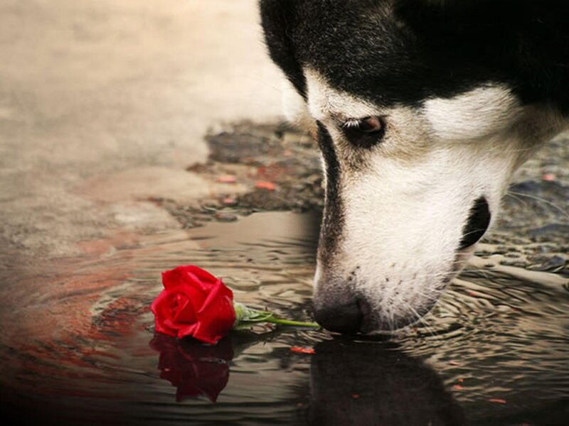 Husky Drinking Water — Red, Dramatic