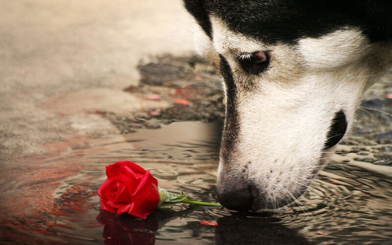 Husky Drinking Water — Red, Melancholic
