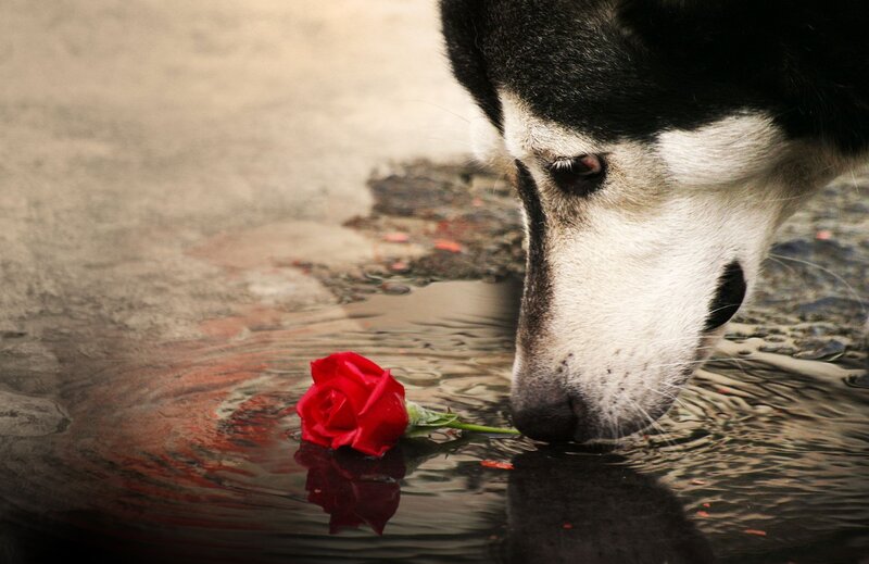 Husky Drinking Water — Red