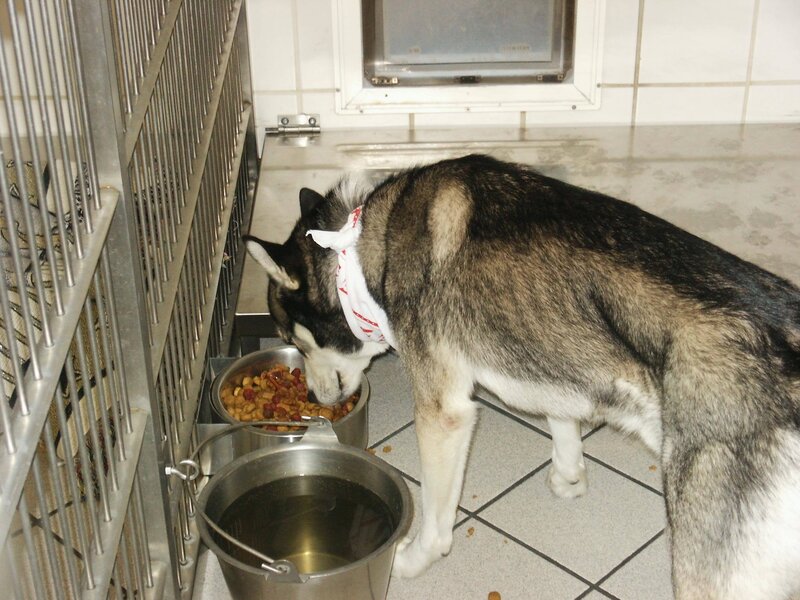 Husky Eating from Bowl