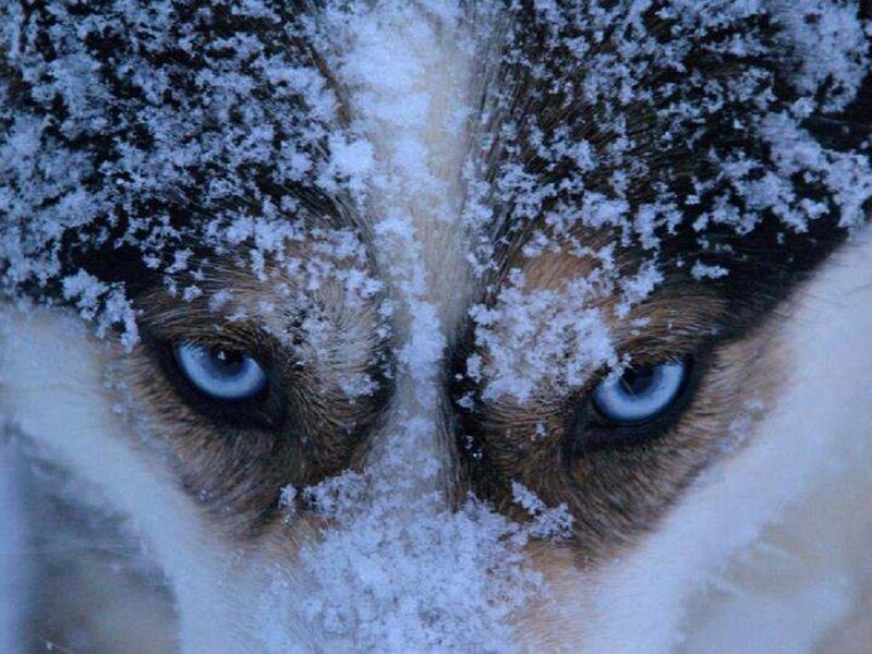 Husky Eyes in Snow