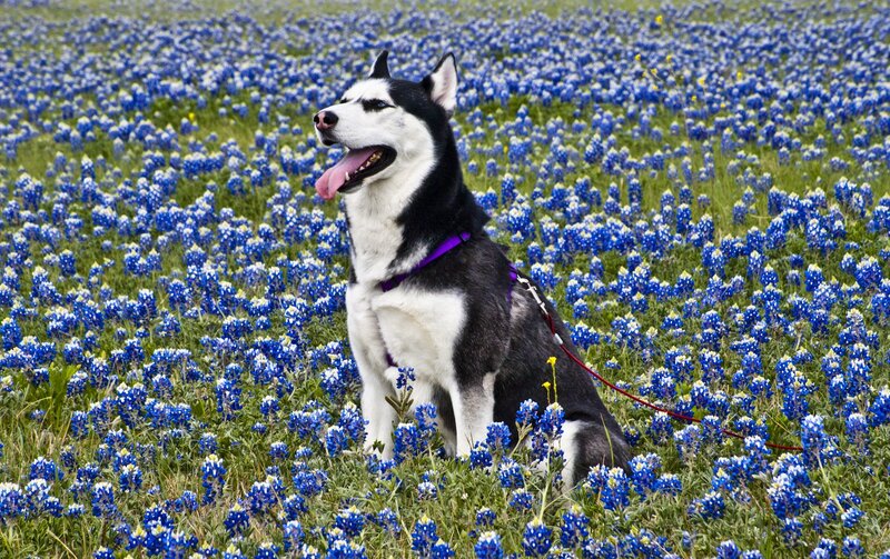Husky in Blue Flowers