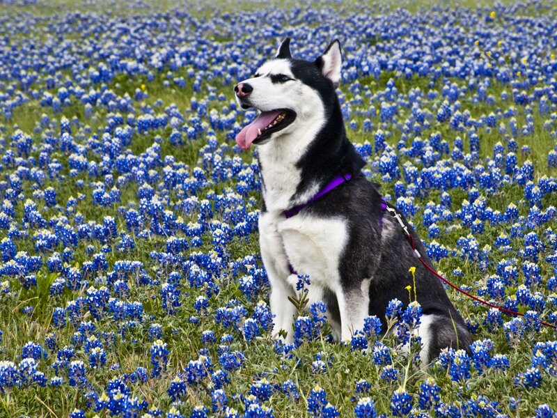 Husky in Bluebonnet Field