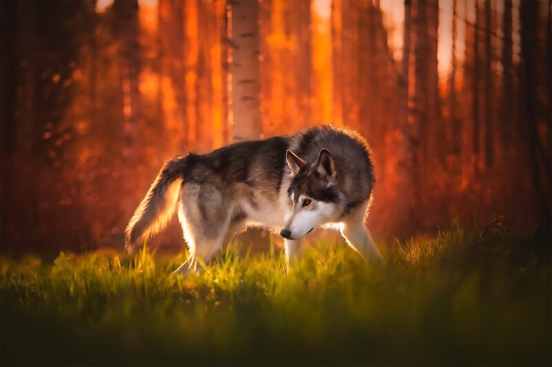 Husky in Forest