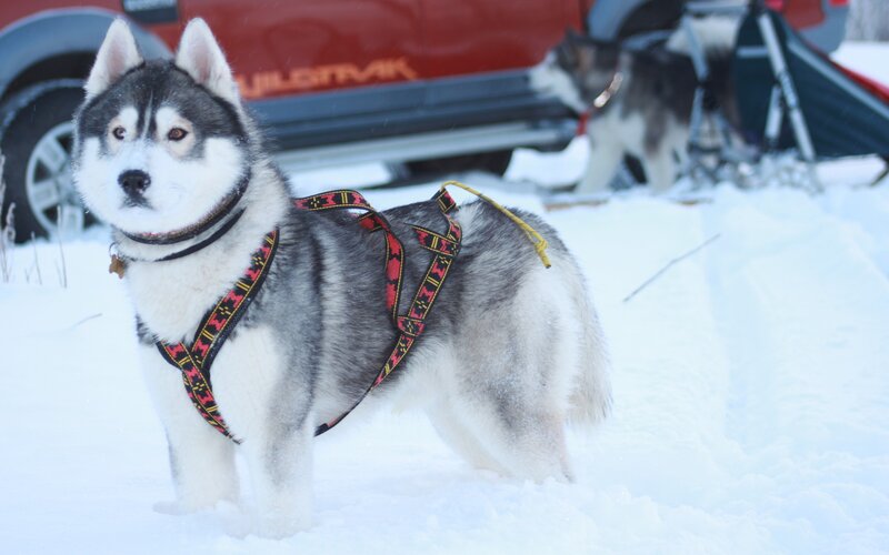 Husky in Harness