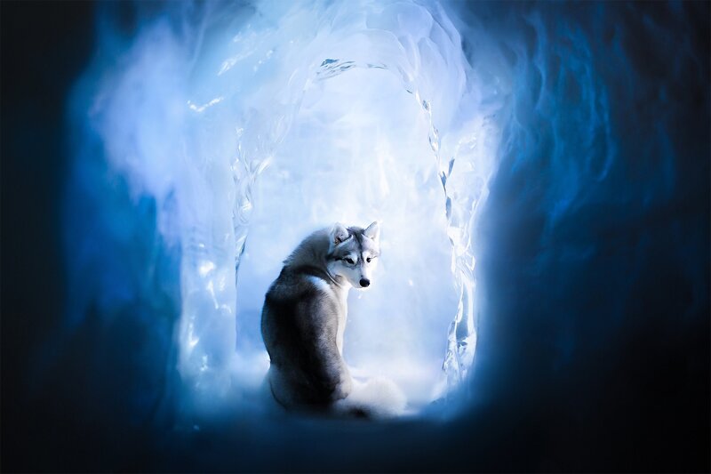 Husky in Ice Cave