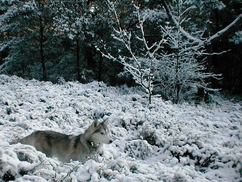 Husky in Snow