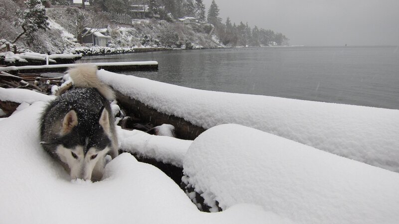 Husky in Snow — White, Cold, Winter