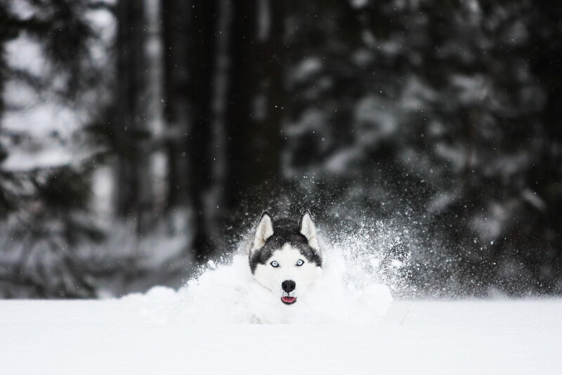 Husky in Snow — White, Dynamic