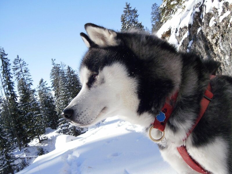 Husky in Snow — White, Serene
