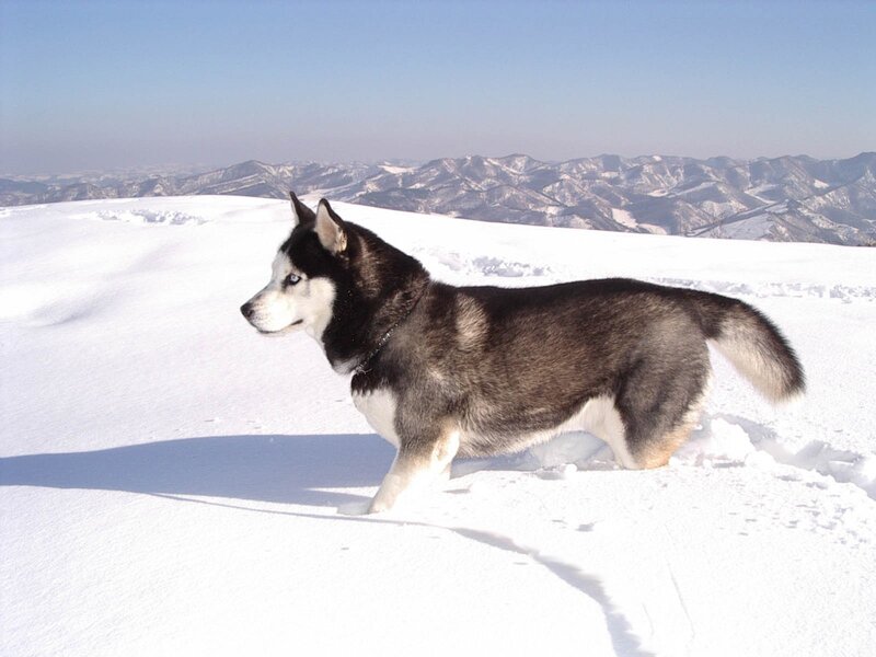 Husky in Snow — White, Serene, Winter