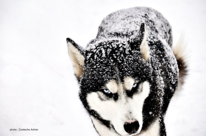 Husky in Snow — White