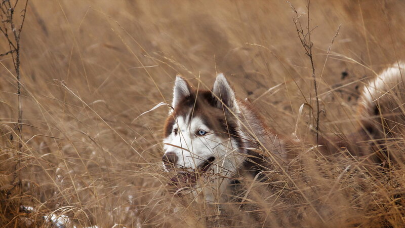 Husky in Tall Grass — Brown