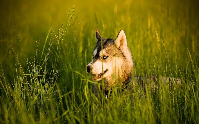 Husky in Tall Grass